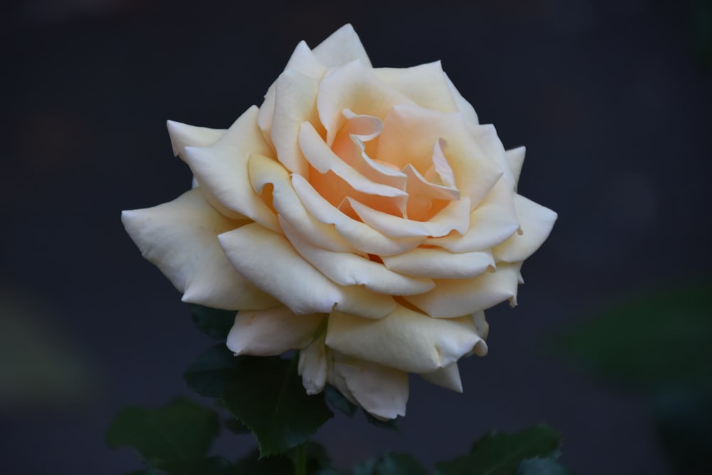 a close up of a white rose with green leaves