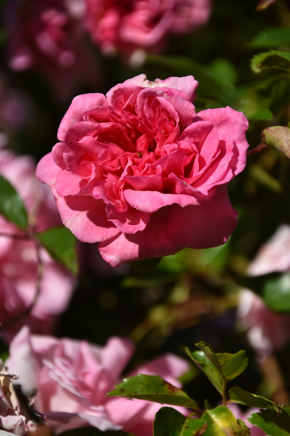 a close up of a pink flower on a bush