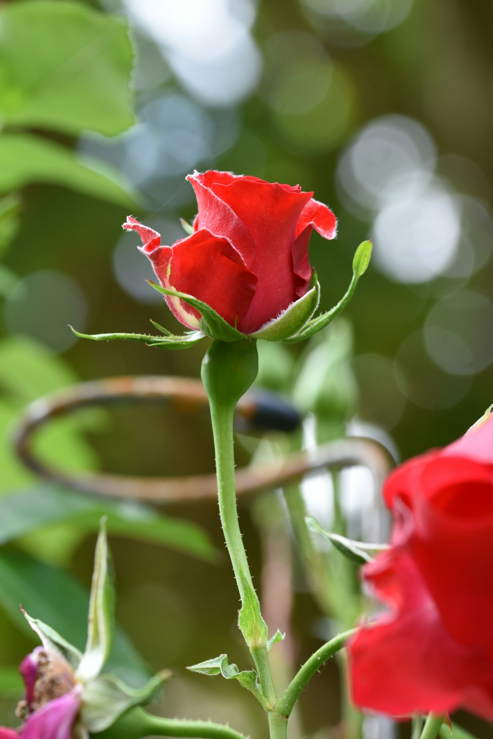 a close up of a single red rose