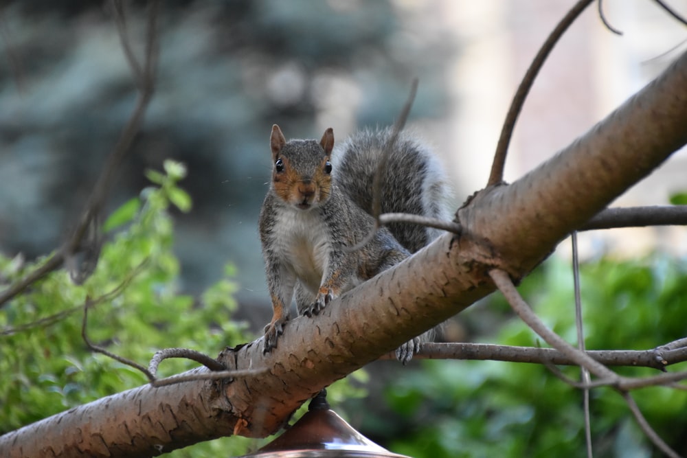 a squirrel sitting on top of a tree branch