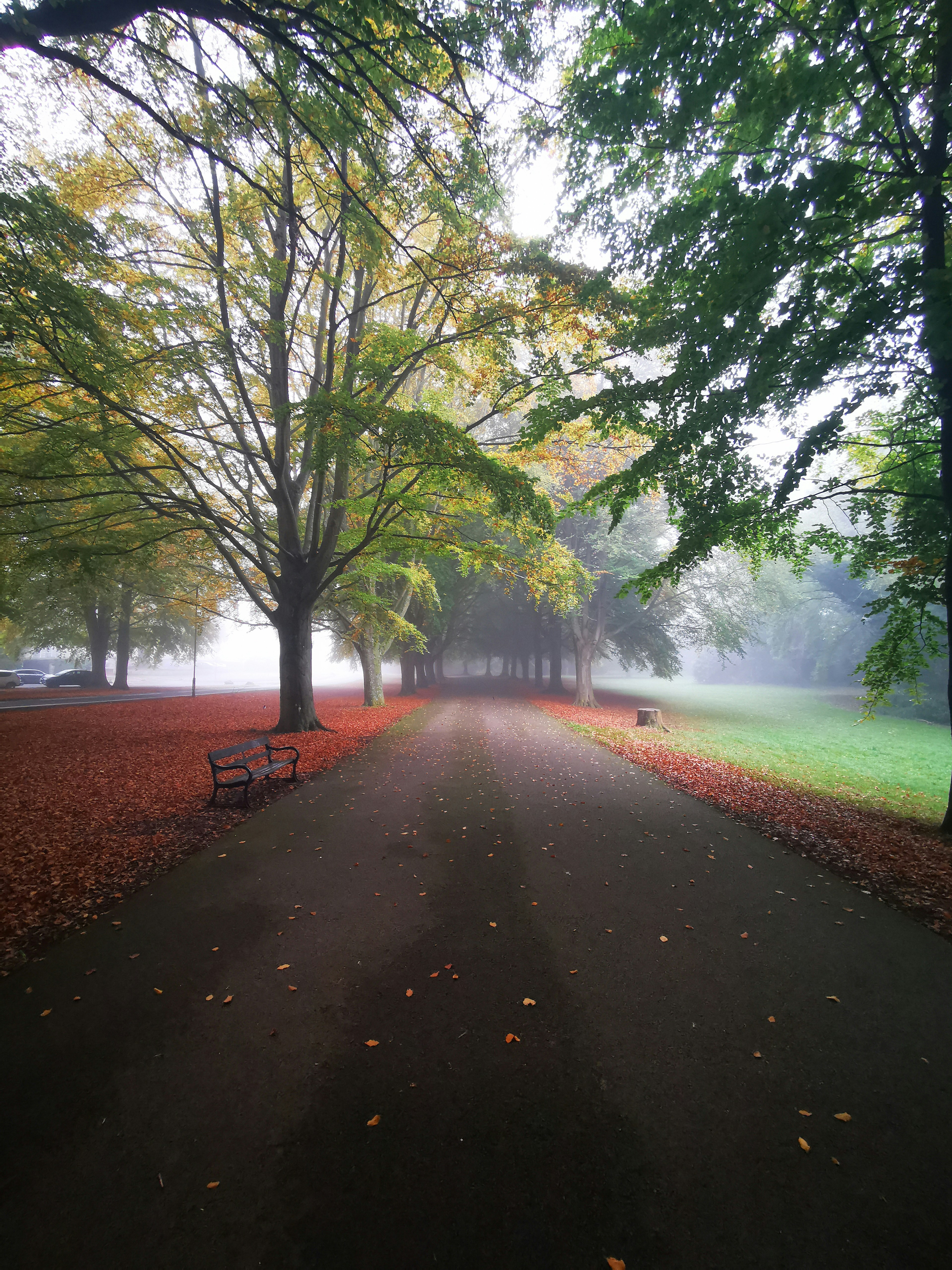 a bench sitting on the side of a road surrounded by trees