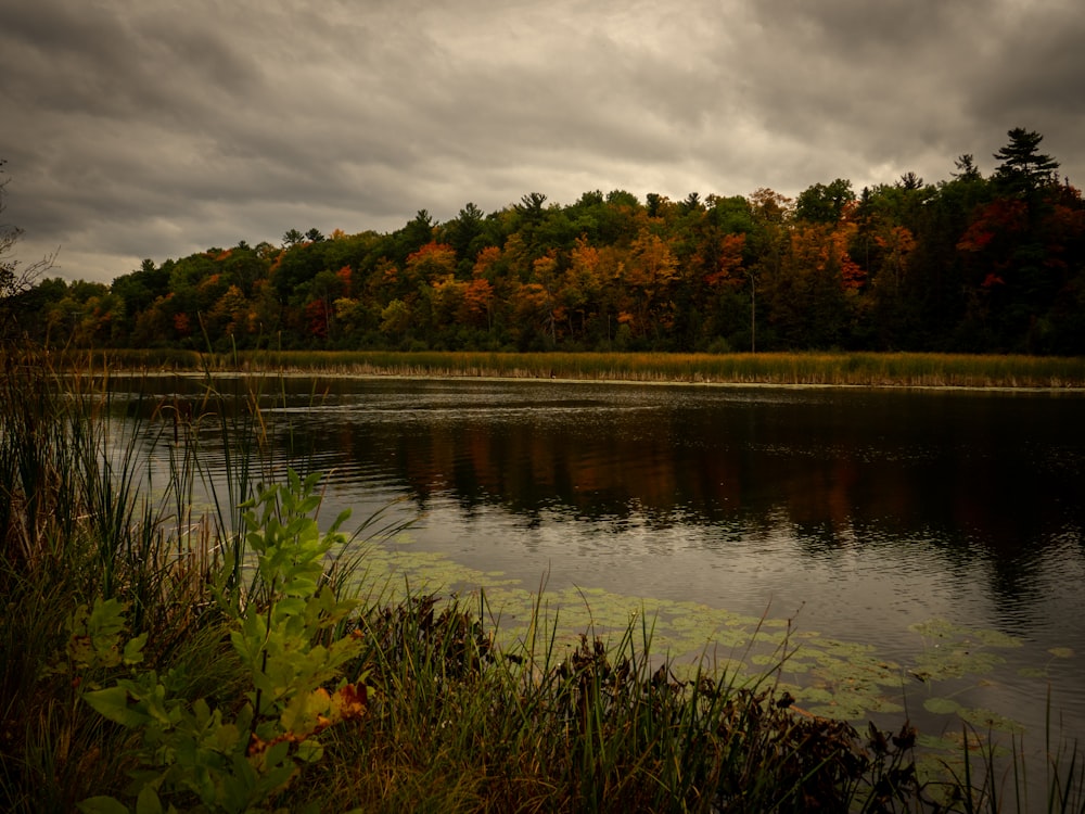 a body of water surrounded by a forest