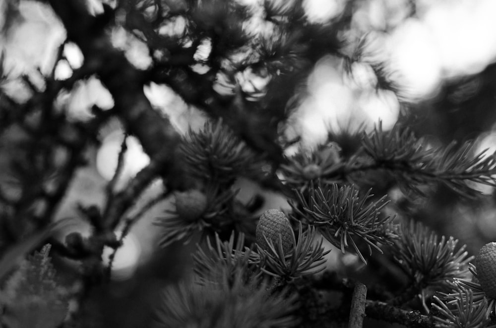 black and white photograph of pine cones on a tree