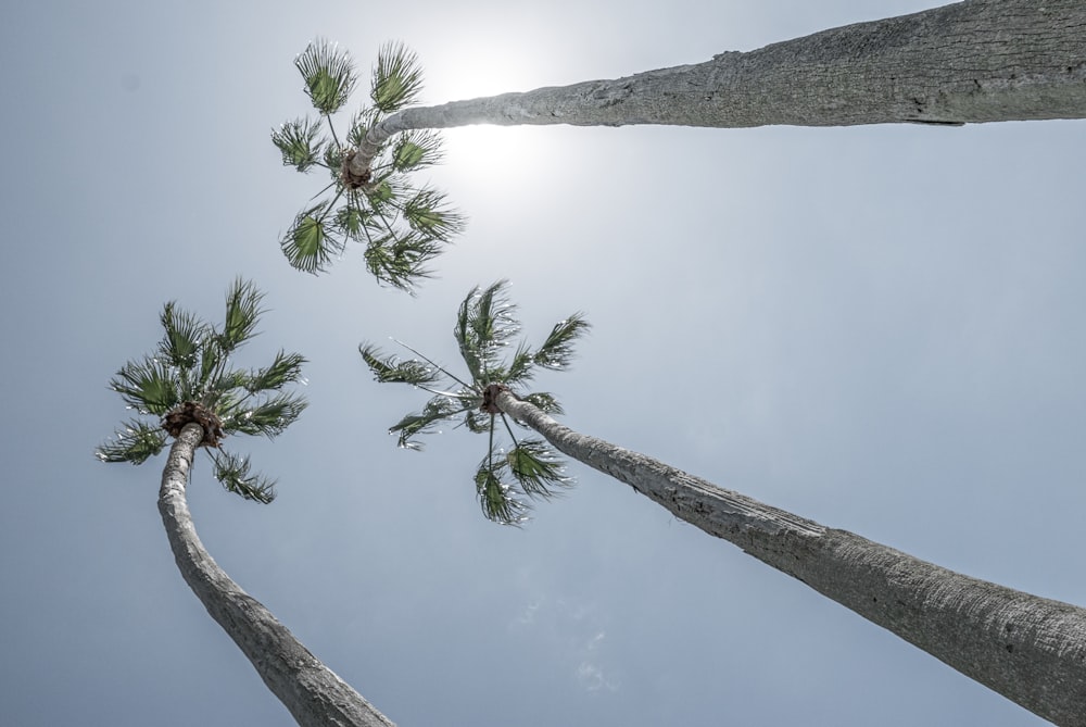 a group of palm trees reaching up into the sky