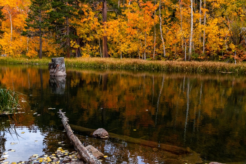 a body of water surrounded by a forest