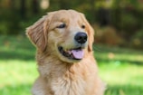 A golden retriever joyfully chewing on a large rawhide bone in a sunny backyard.