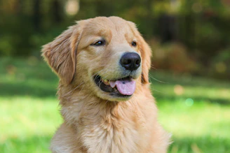 A groomer gently brushing a happy golden retriever outdoors.