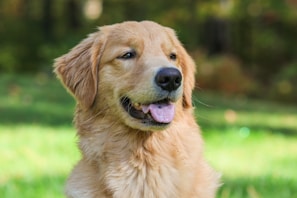 A joyful golden retriever wearing a bright red collar sitting in a sunlit park