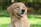 A happy golden retriever with a shiny coat sitting outdoors next to a groomer in uniform.