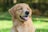 A happy golden retriever enjoying a dog biscuit in a sunny park.