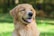 A happy golden retriever enjoying a dog biscuit in a sunny park.