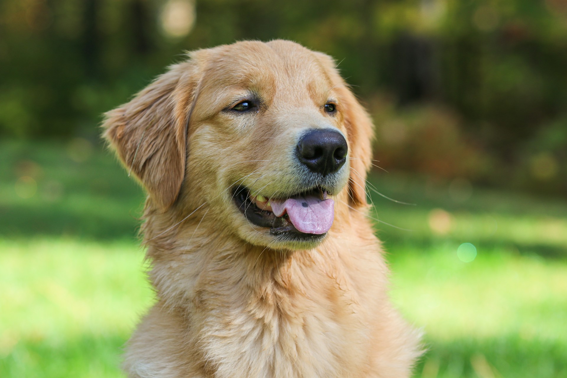 A joyful golden retriever sitting obediently during a training session in a sunny park.