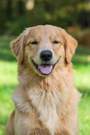a close up of a dog sitting in the grass