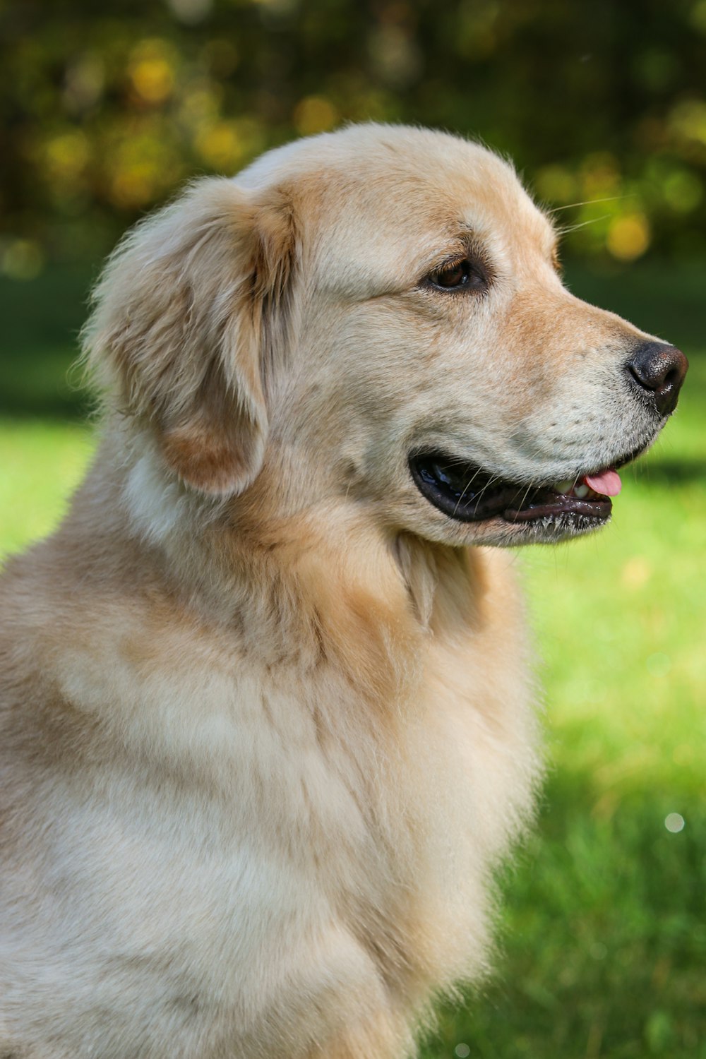 a close up of a dog in a field of grass