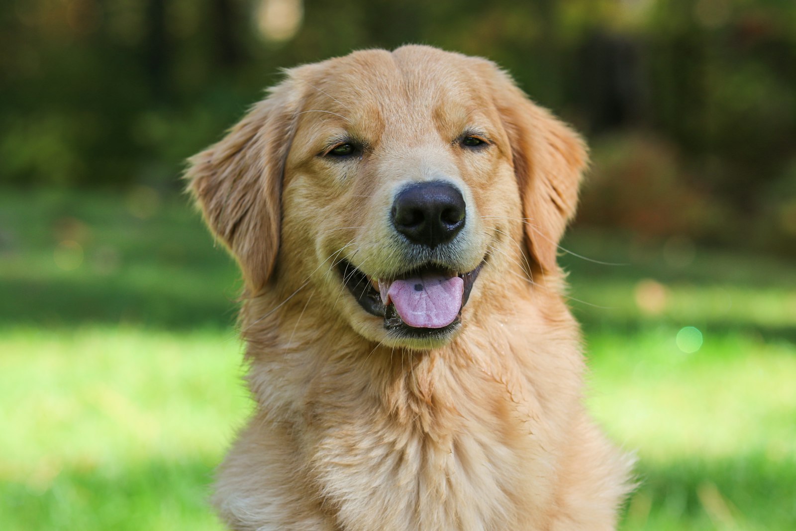 Living with a Golden Retriever in an Apartment