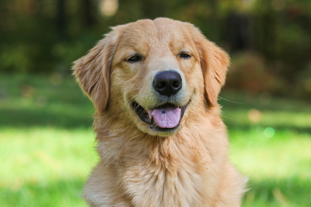 a close up of a dog in a field of grass