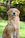 a dog sitting in the grass with its tongue out