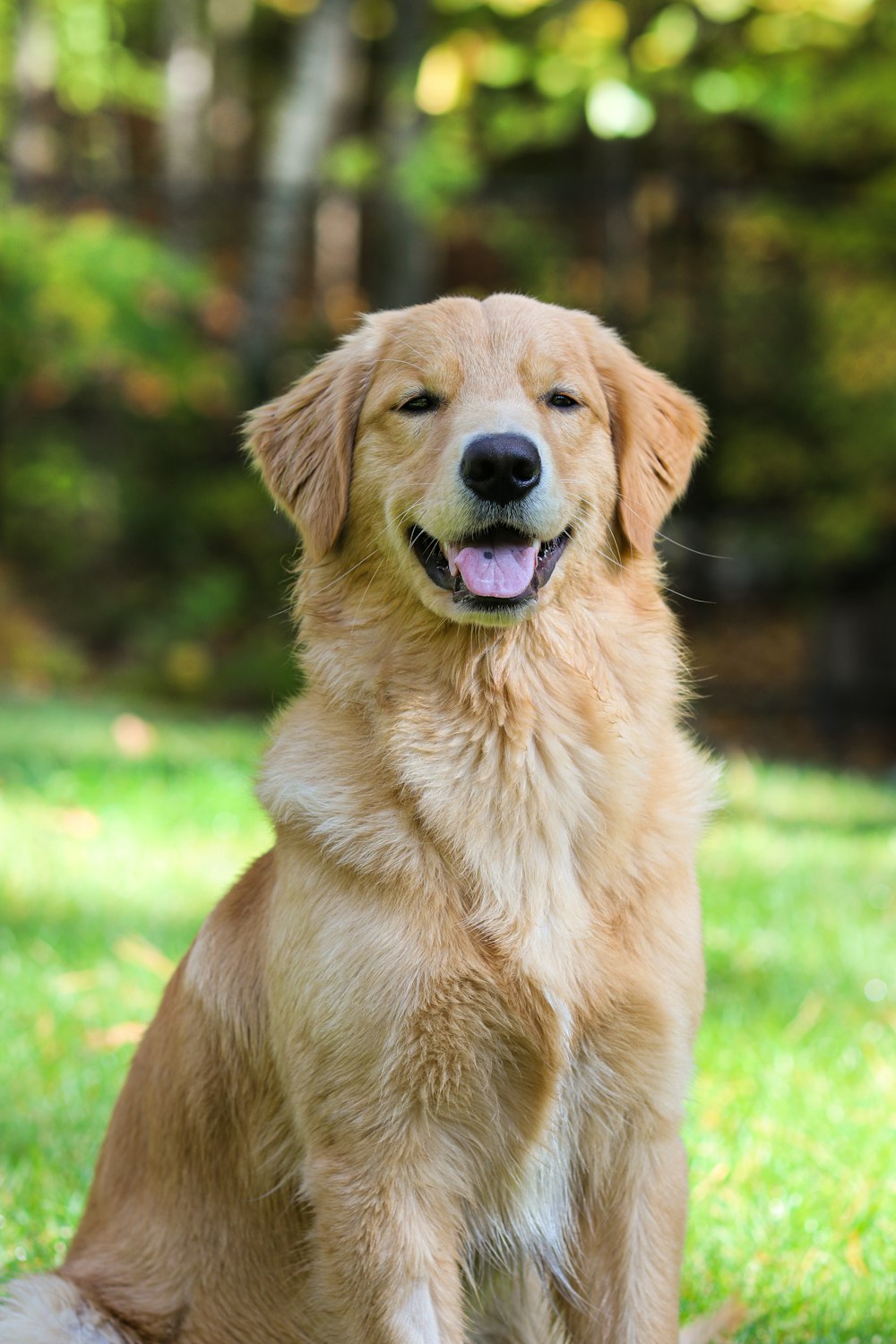 a dog sitting in the grass with its tongue out