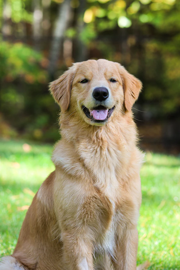 Golden Retriever sitting happily outdoors