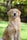 Golden Retriever senior