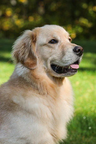 a close up of a dog in a field of grass
