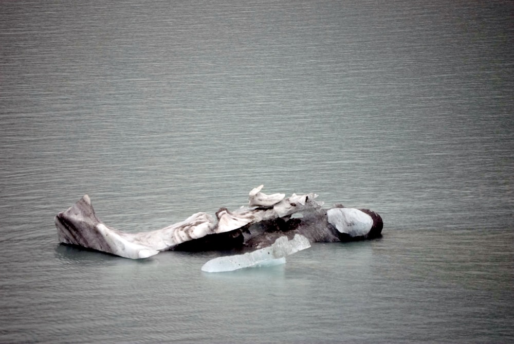 a piece of ice floating on top of a body of water