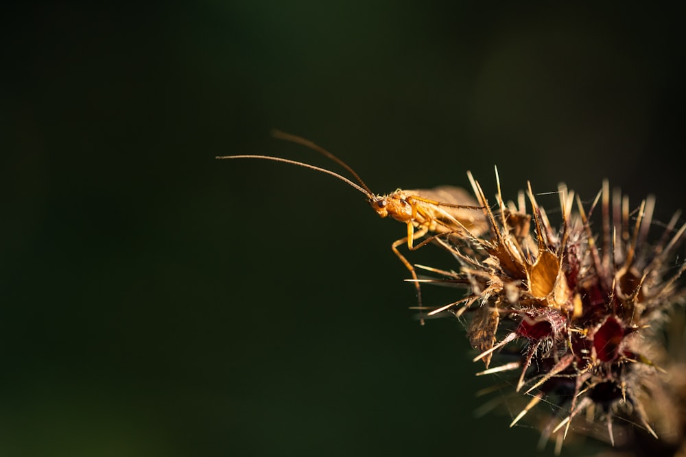 a close up of a bug on a plant