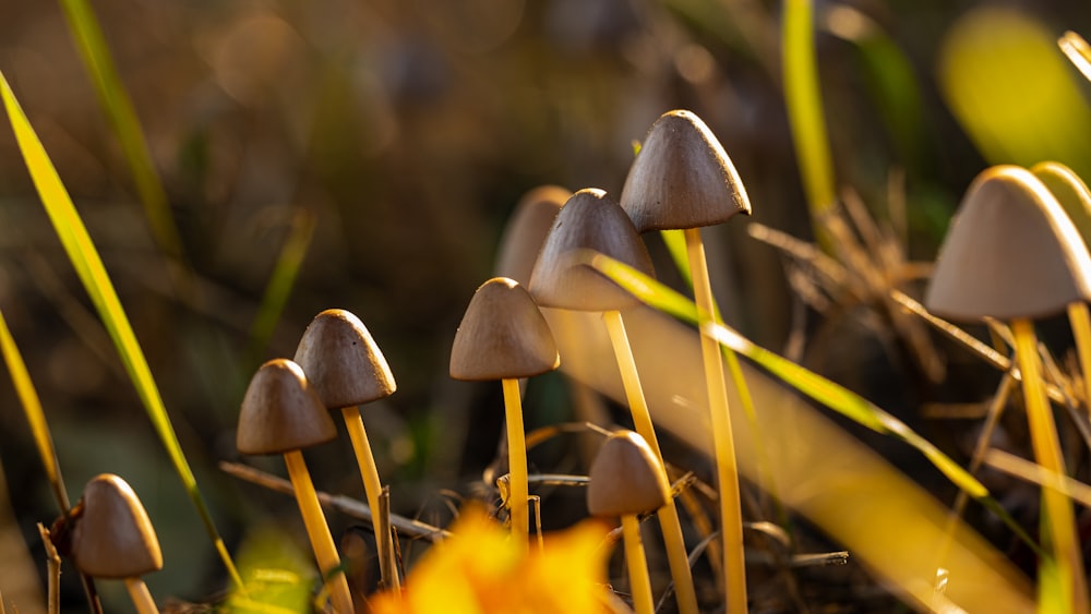 a group of mushrooms sitting on top of a lush green field