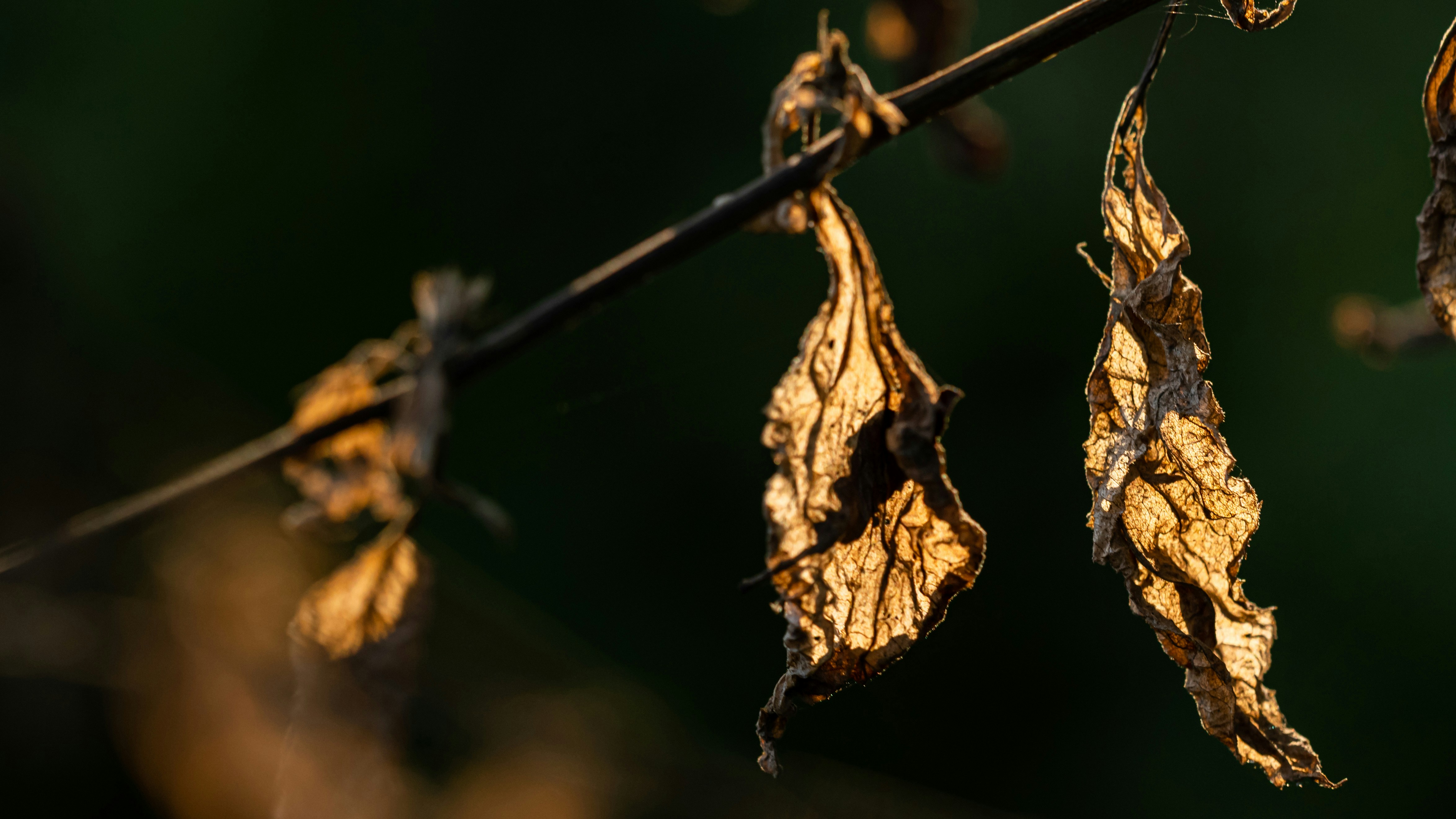 Photo by drscythe