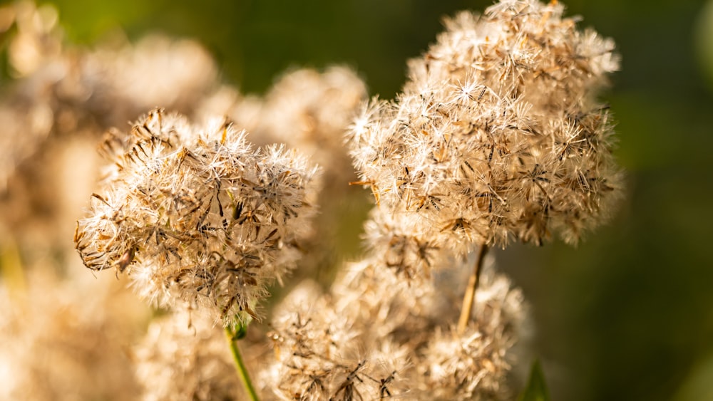 a close up of a bunch of flowers