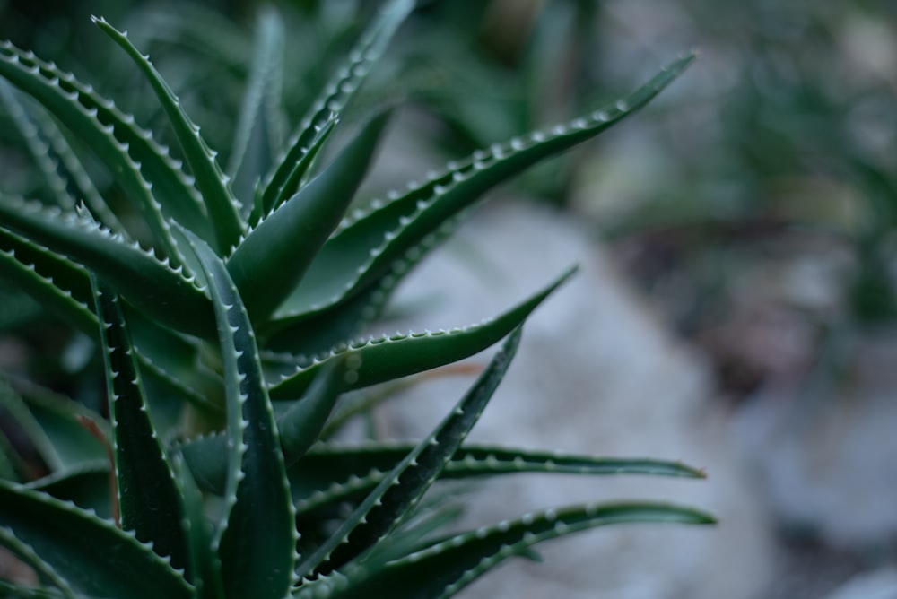 a close up of a green plant in a garden