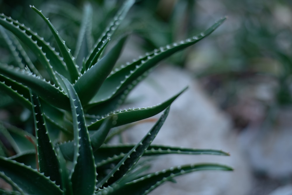 Un primer plano de una planta verde en un jardín