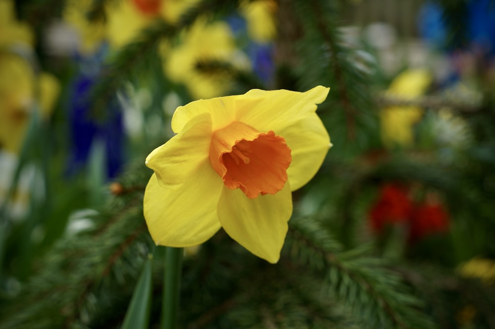 a close up of a yellow flower with other flowers in the background