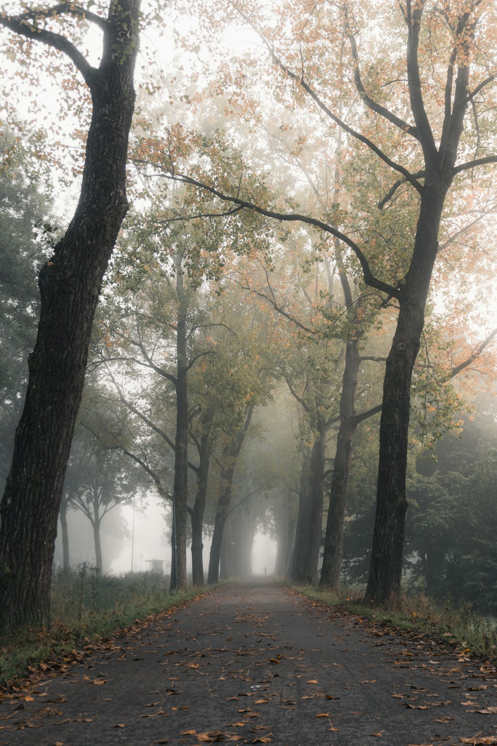 a dirt road surrounded by trees in a foggy forest