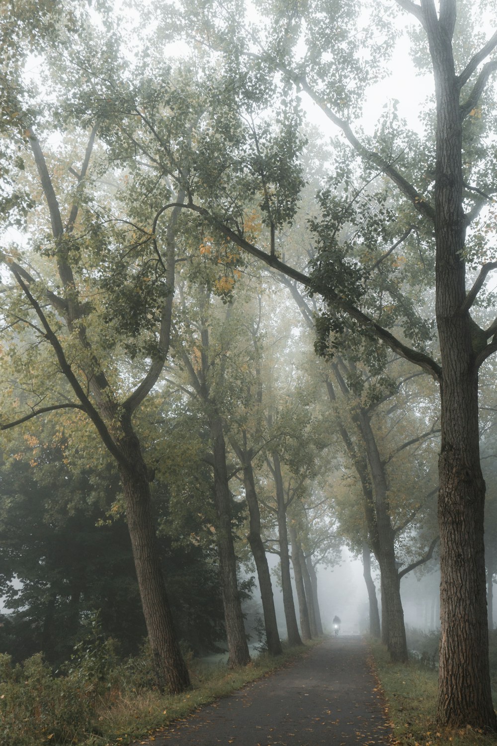 a foggy path in the woods with trees