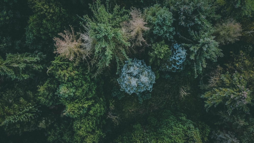 an aerial view of a forest with lots of trees