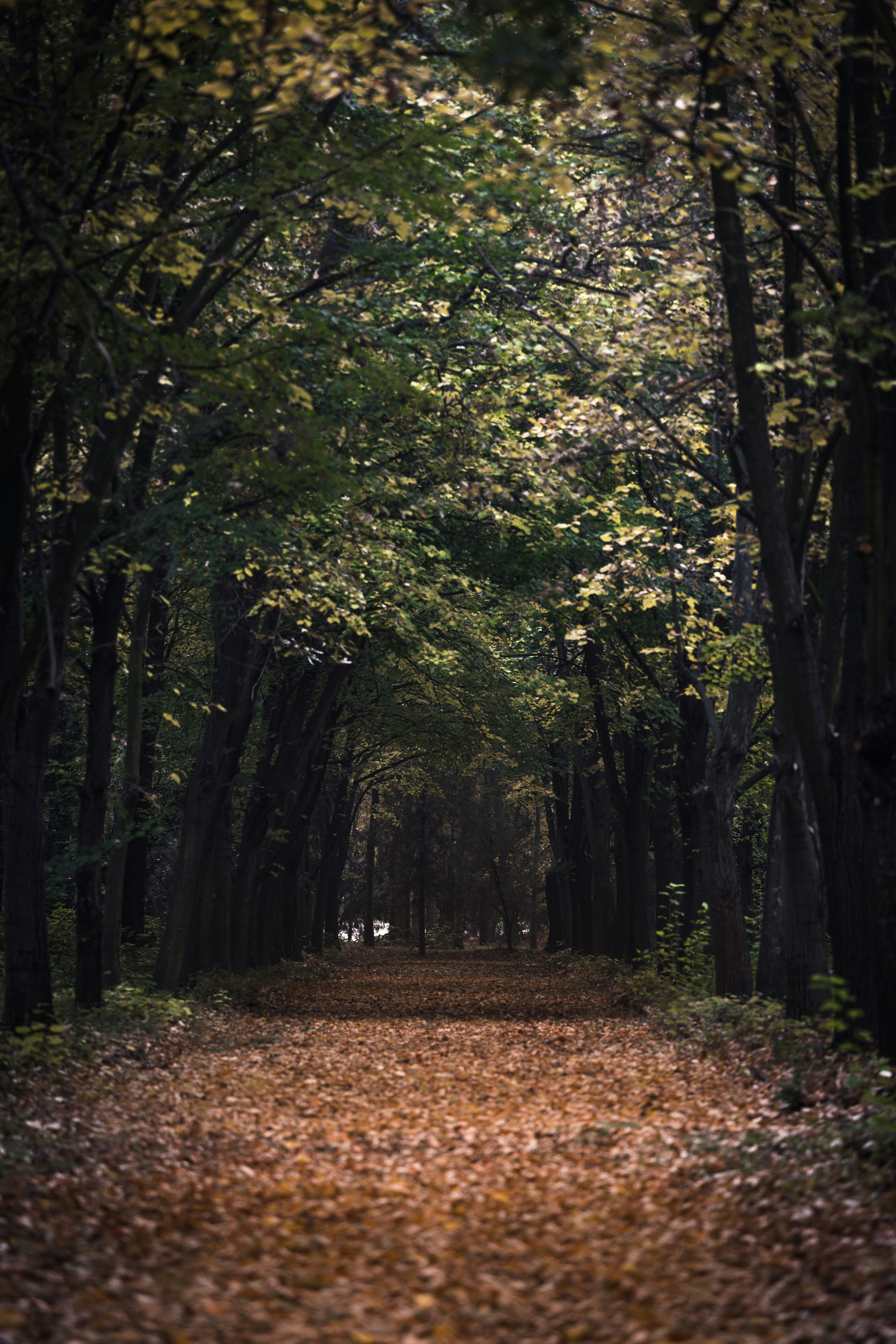 Photo by blooddrainer