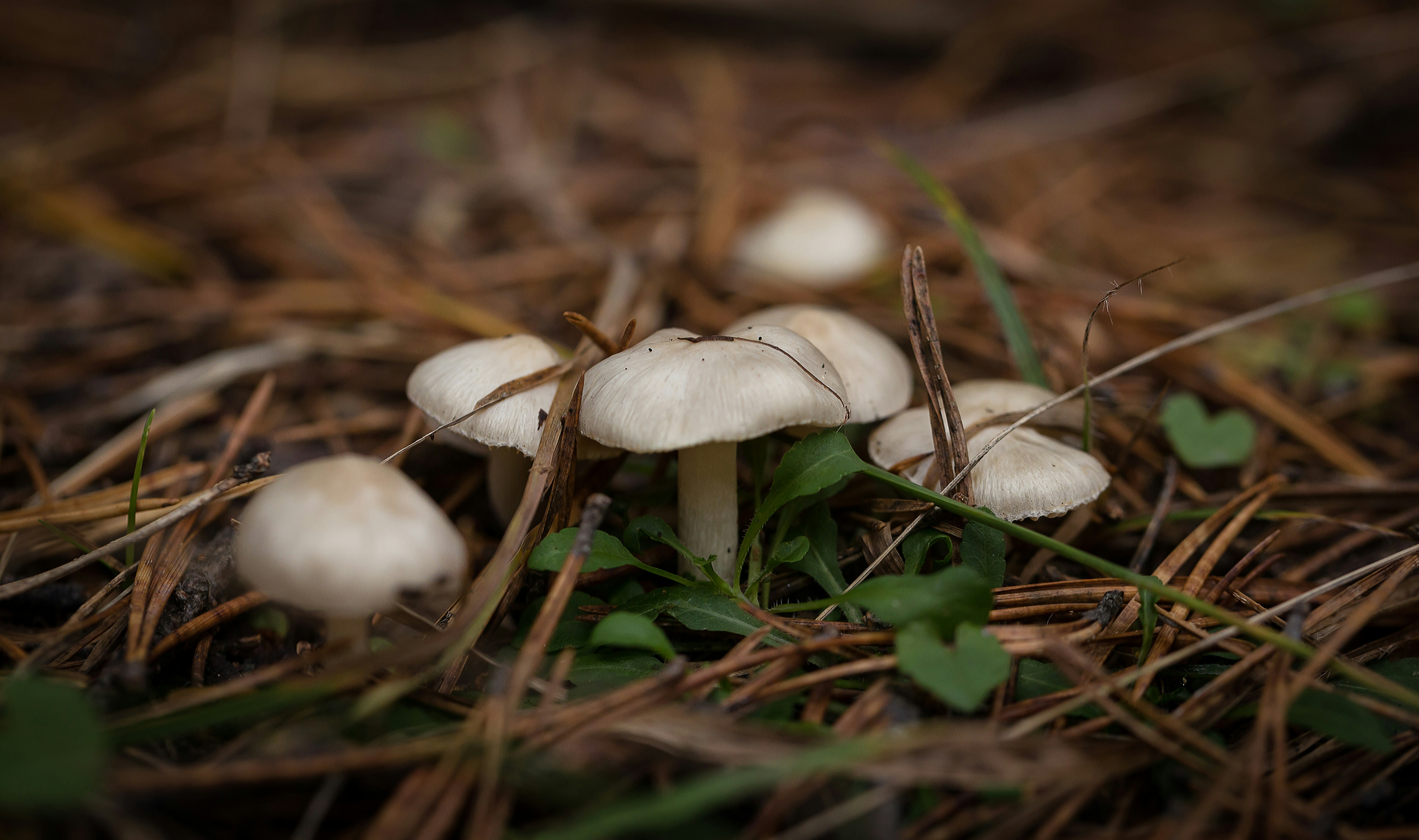 Photo by blooddrainer