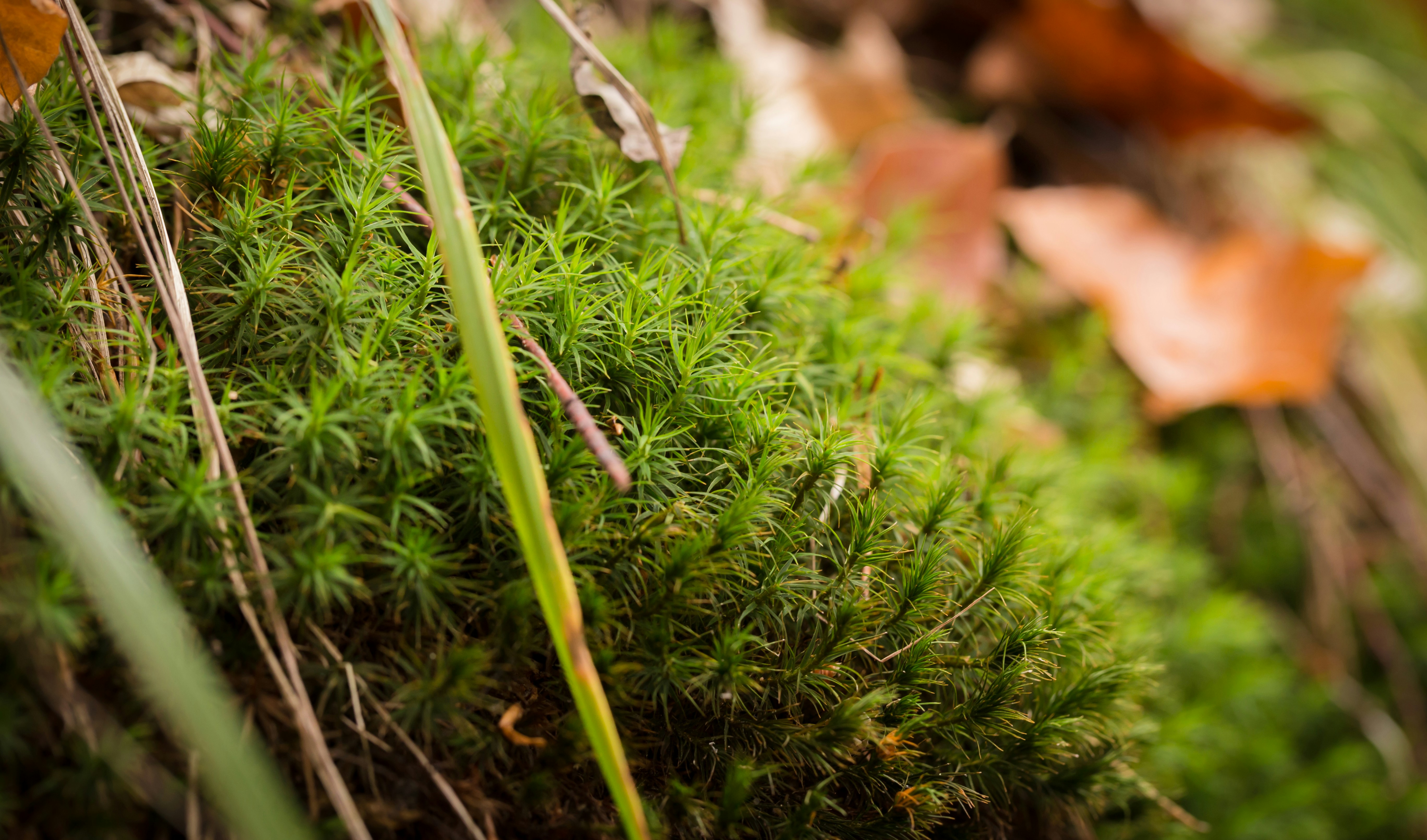 Photo by blooddrainer