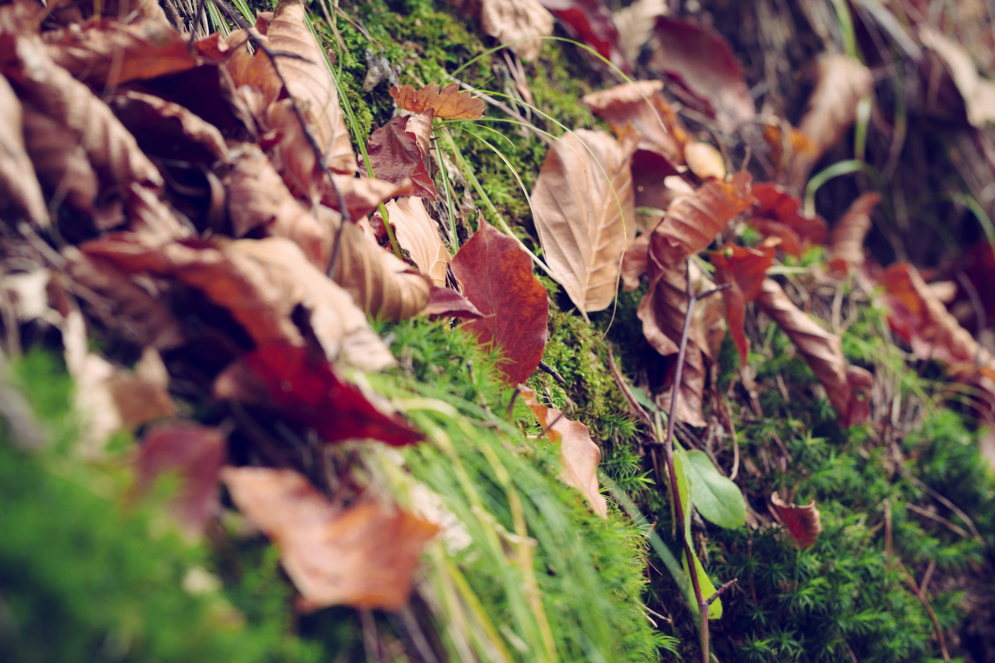 Photo by blooddrainer