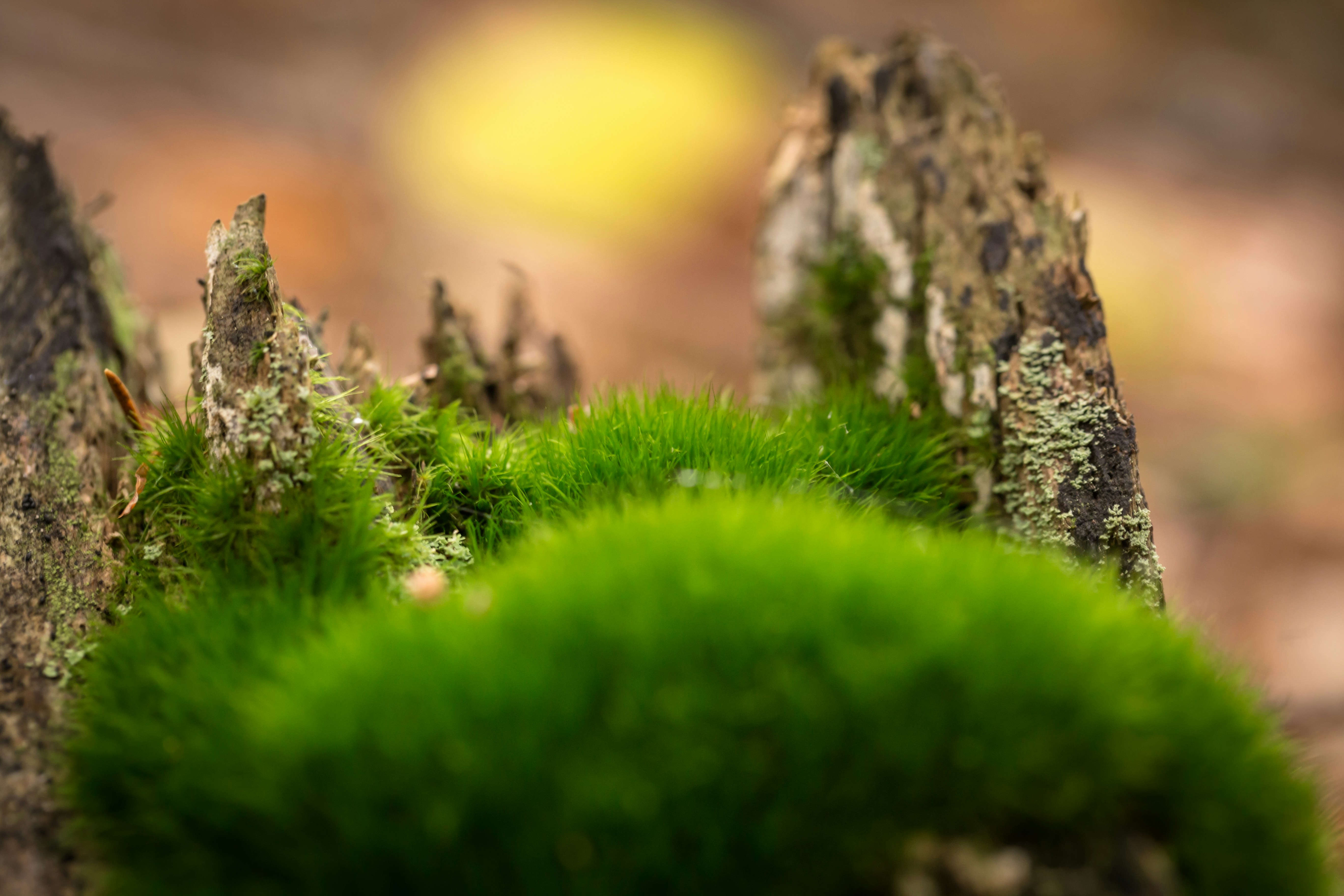 Photo by blooddrainer