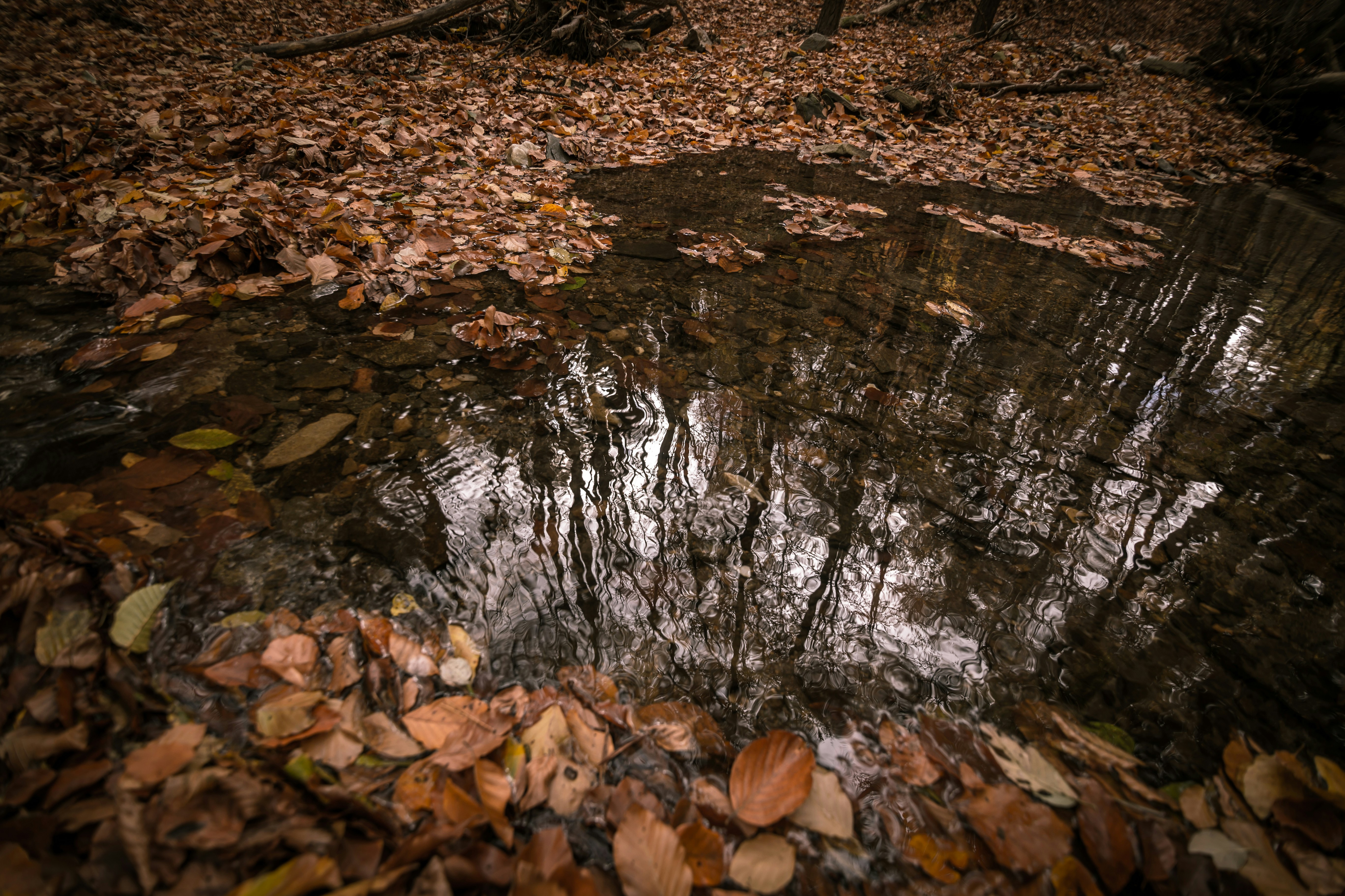 Photo by blooddrainer