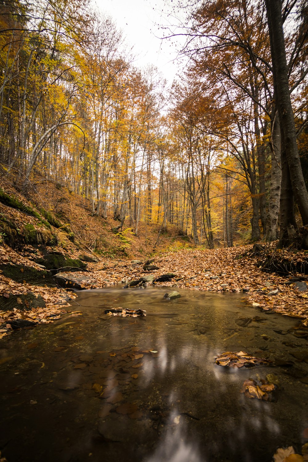 a stream running through a forest filled with lots of leaves