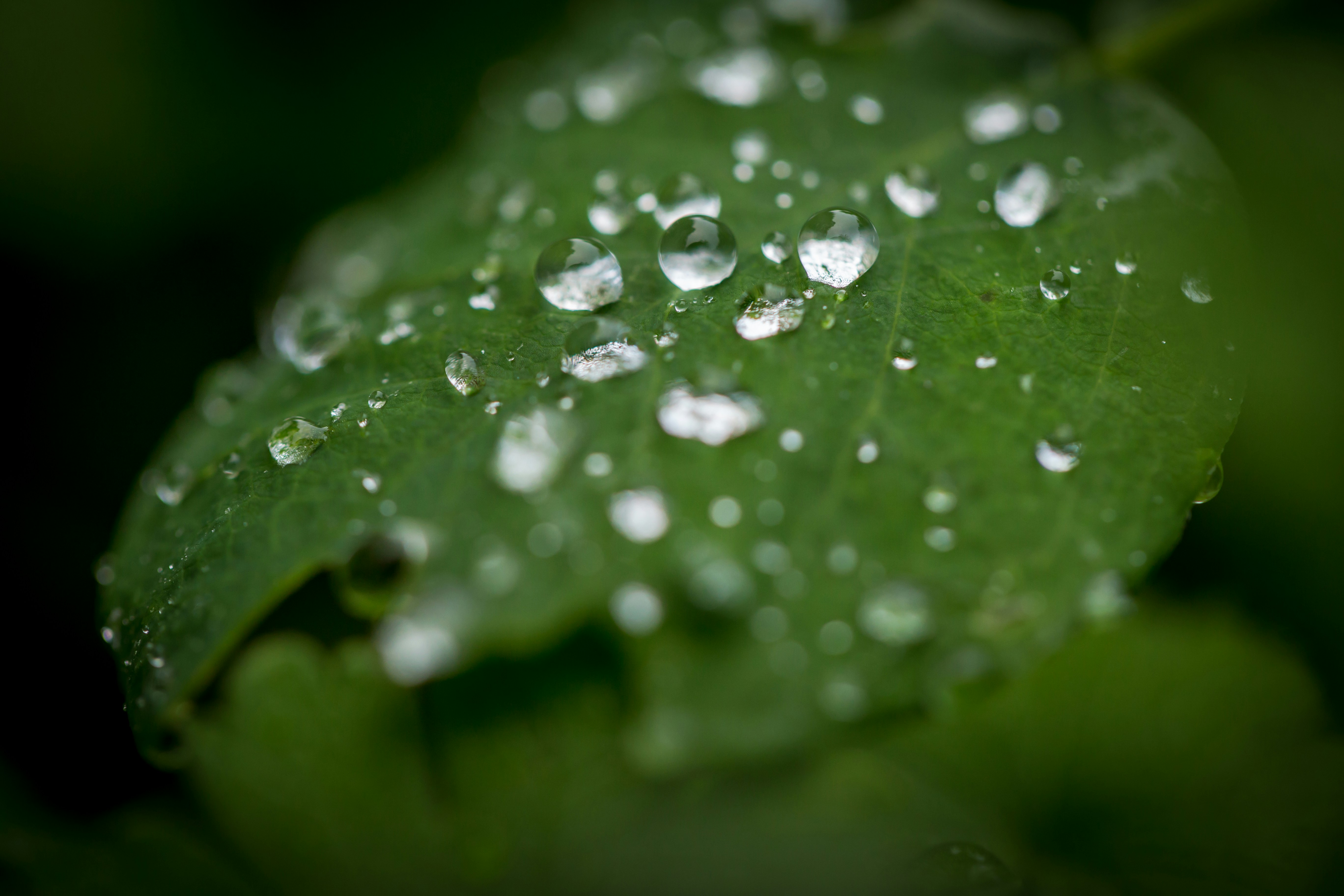 Photo by blooddrainer