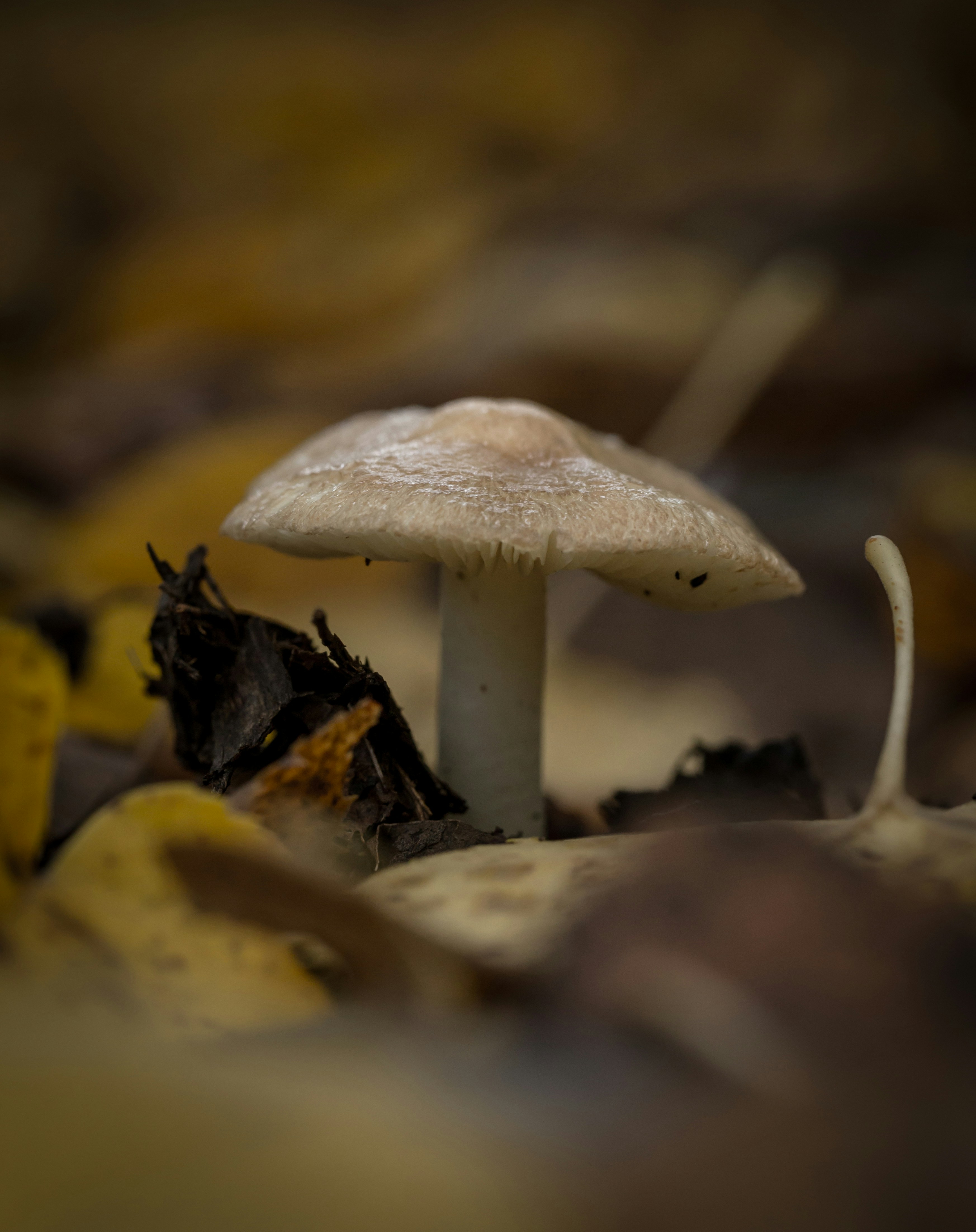 Photo by blooddrainer