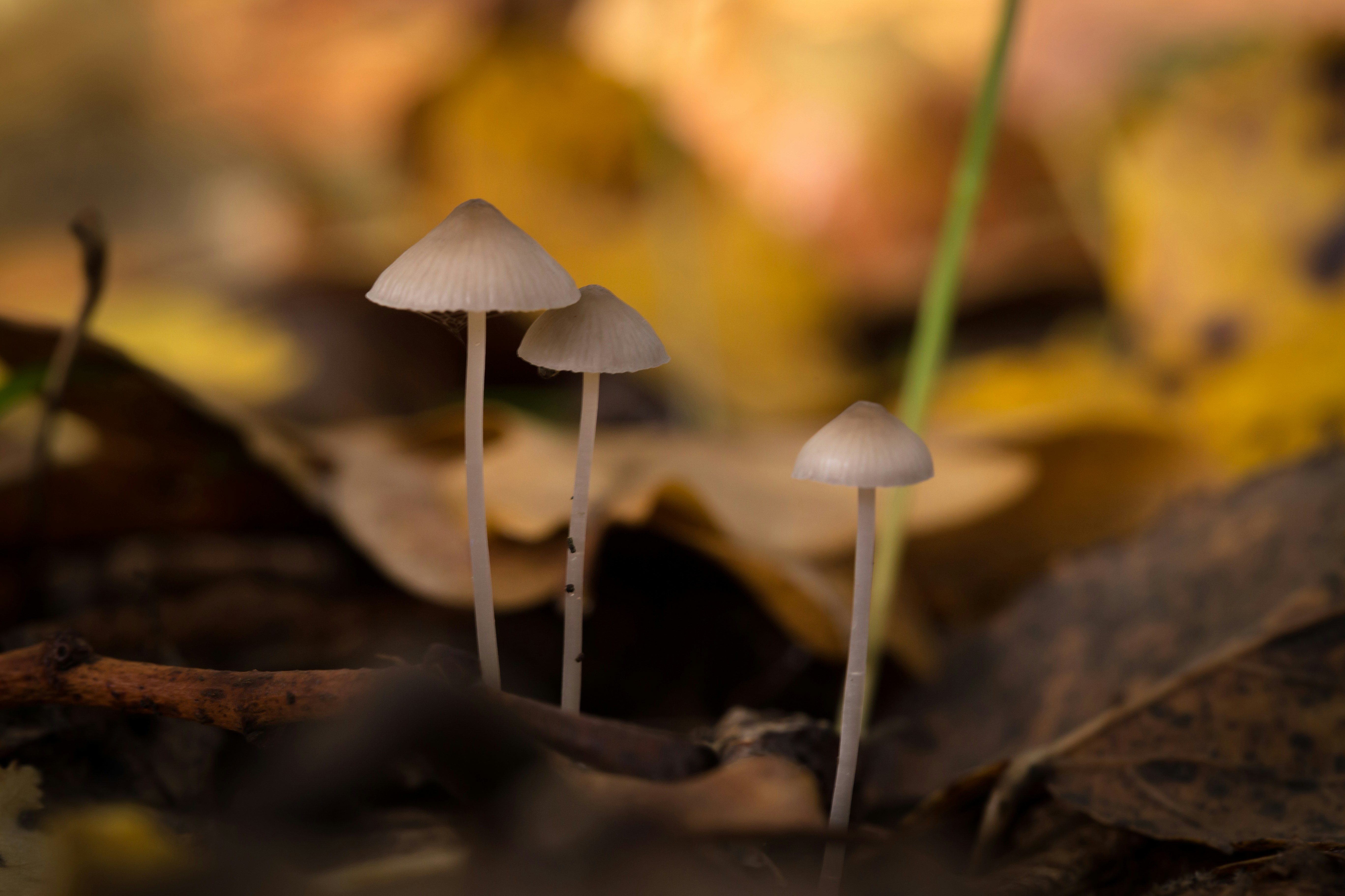 Photo by blooddrainer