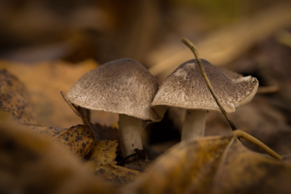 a couple of mushrooms sitting on top of a leaf covered ground