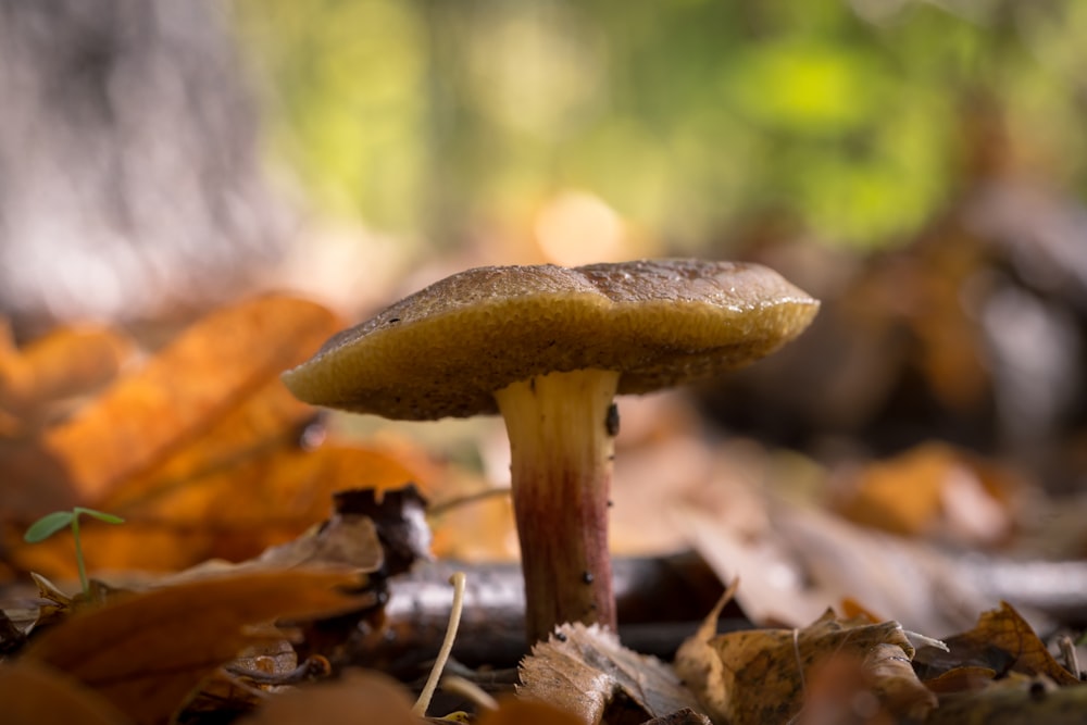 a close up of a mushroom on the ground