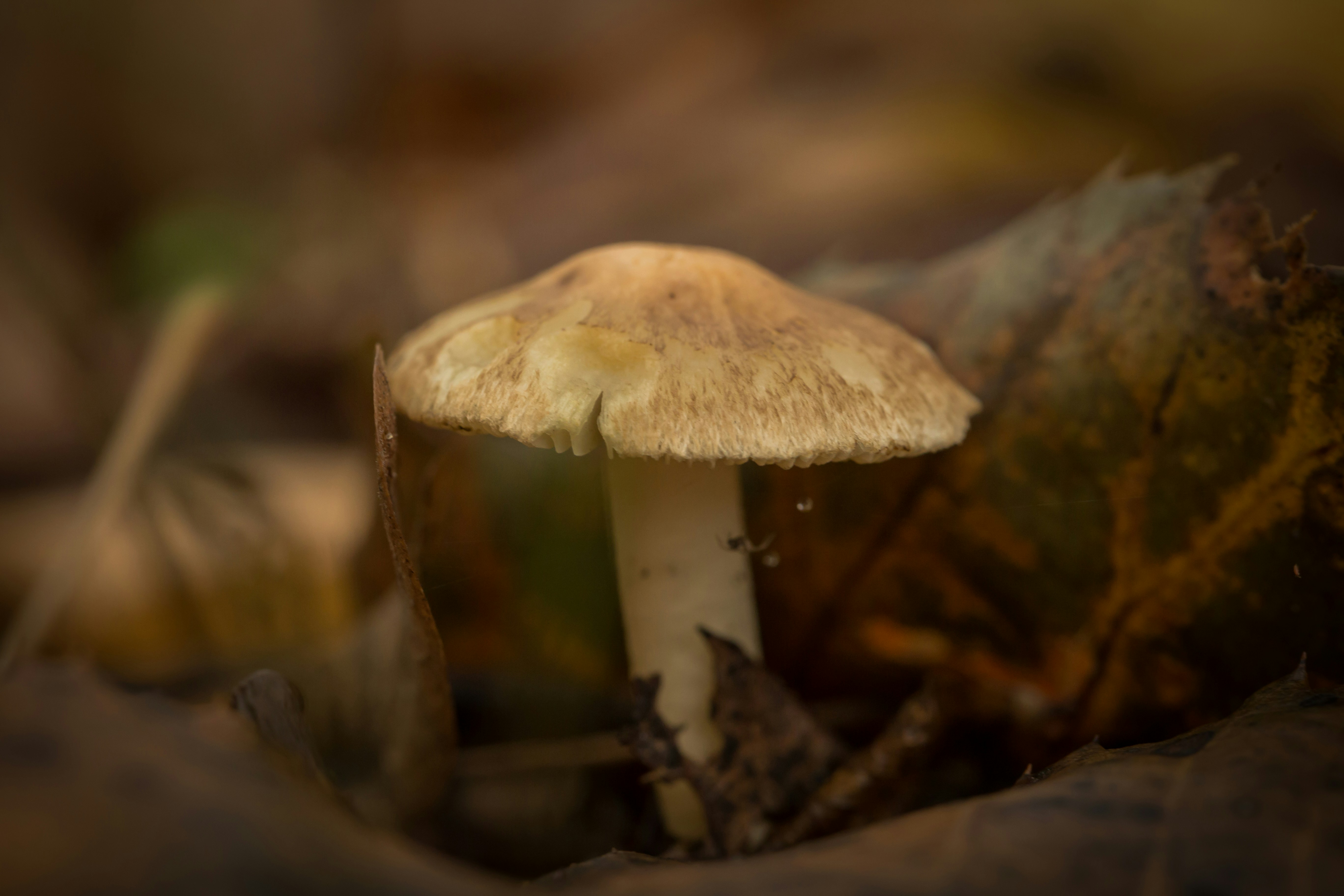 Photo by blooddrainer