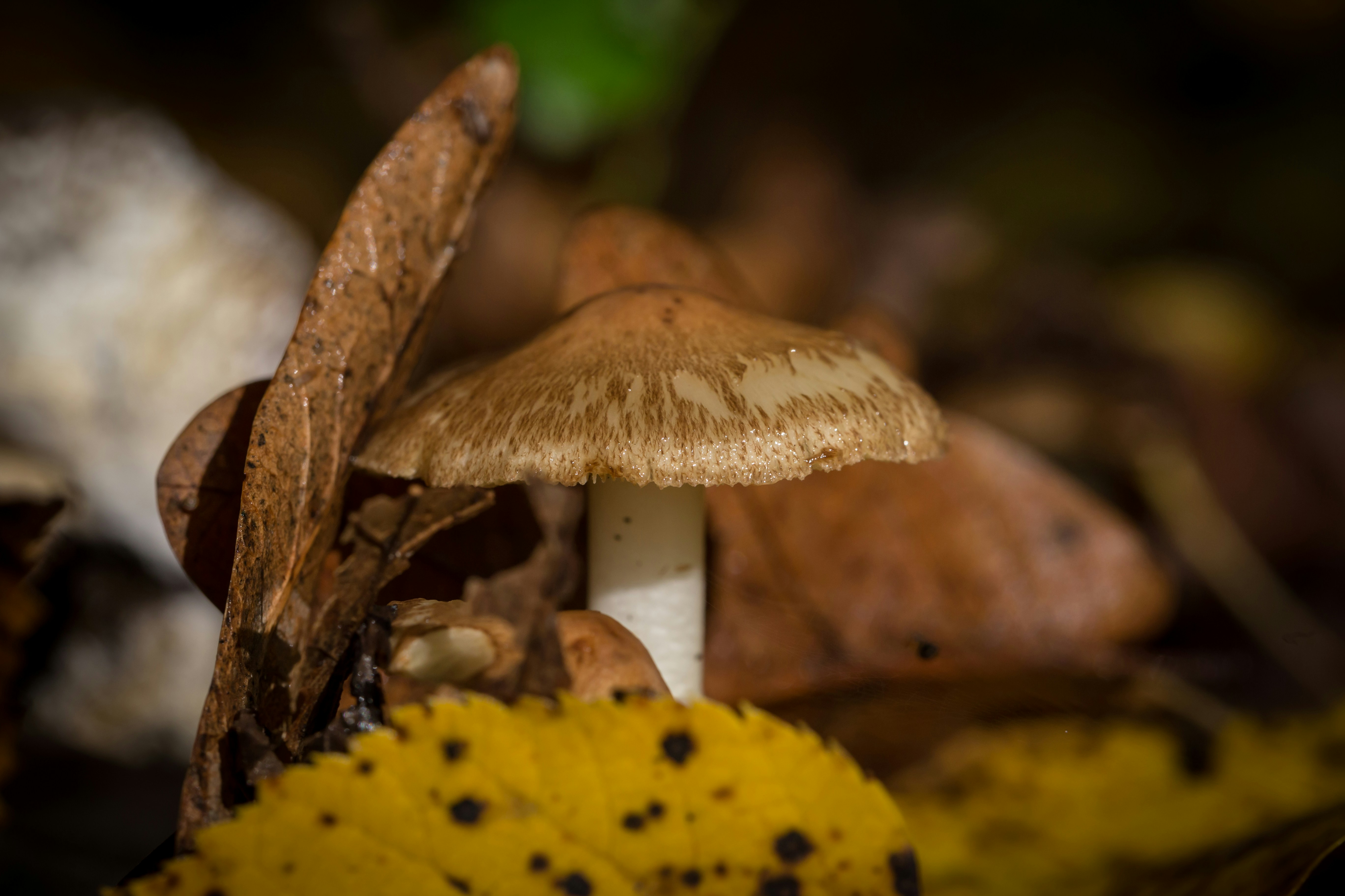 Photo by blooddrainer